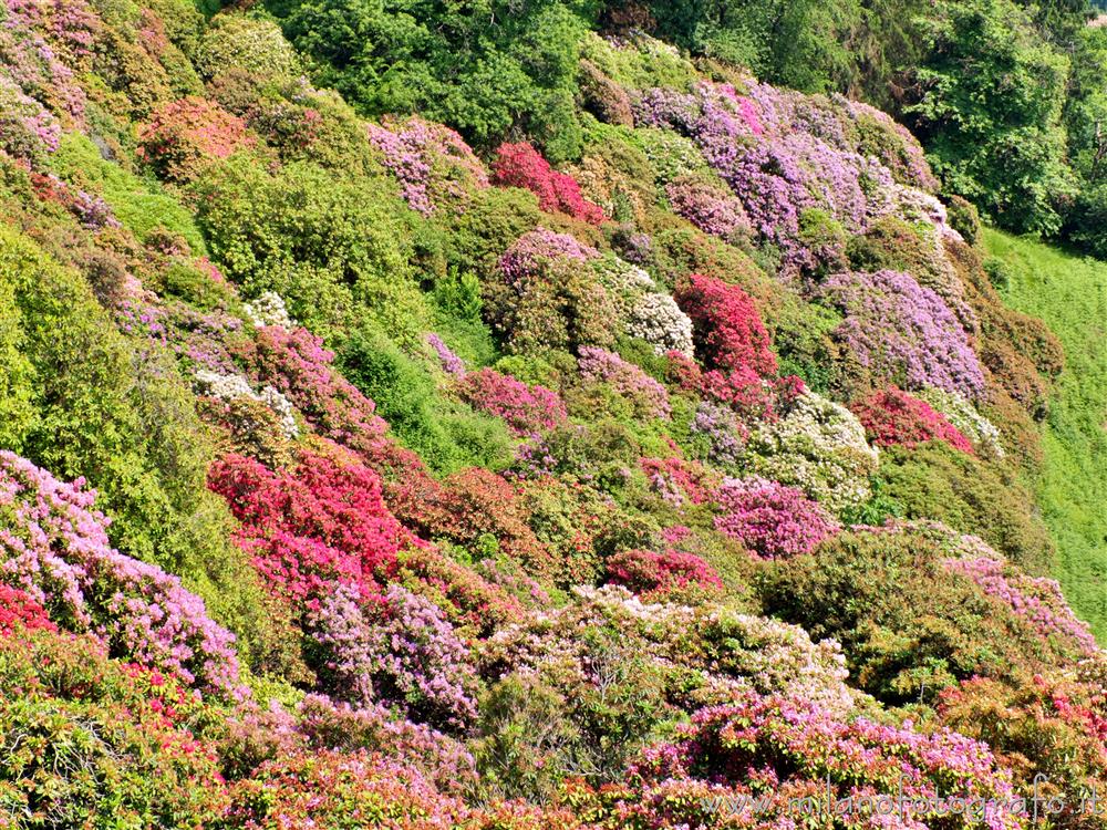 Pollone (Biella, Italy) - Multicolored bushes of rhododendrons in the Burcina Park